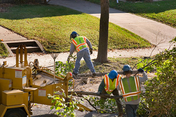 Best Residential Tree Removal  in Santo Domingo Pueblo, NM